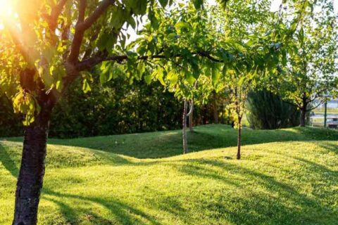 Sunny Landscaped Yard with Green Grass and Trees Creating Soft Shadows in Westmont, IL