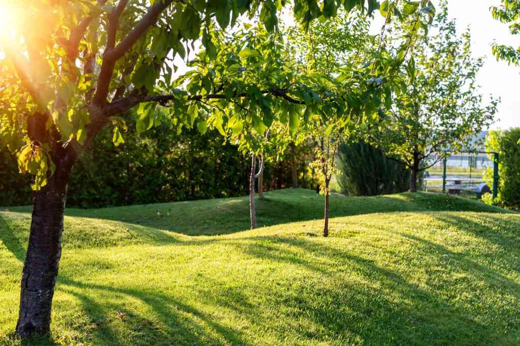 Sunny Landscaped Yard with Green Grass and Trees Creating Soft Shadows in Westmont, IL 