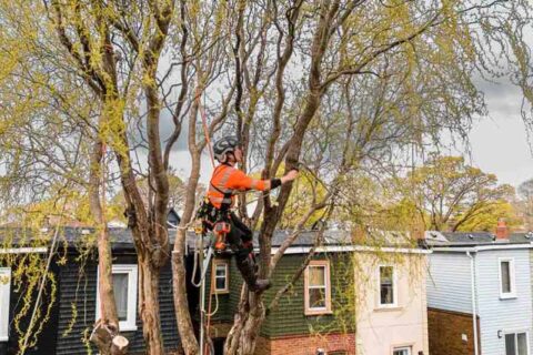 Worker Using Ropes and Gear to Trim a Tall Tree Above Homes During Tree Work in Westmont, IL