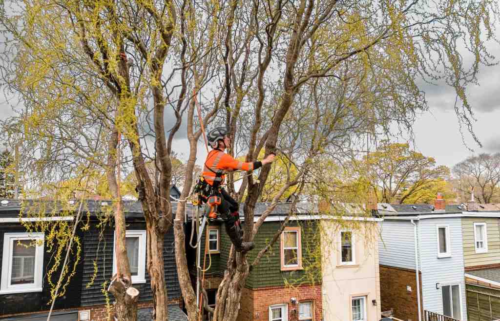 Worker Using Ropes and Gear to Trim a Tall Tree Above Homes During Tree Work in Westmont, IL 
