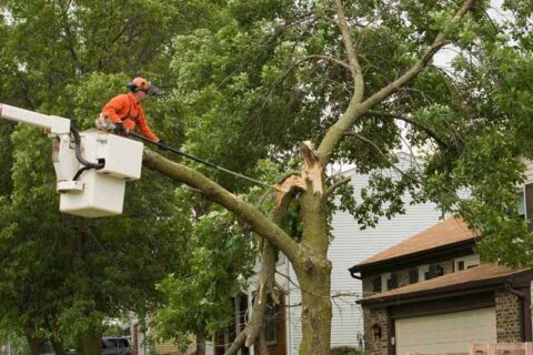 Worker in Lift Cutting a Damaged Tree Branch near a Home in Westmont, IL